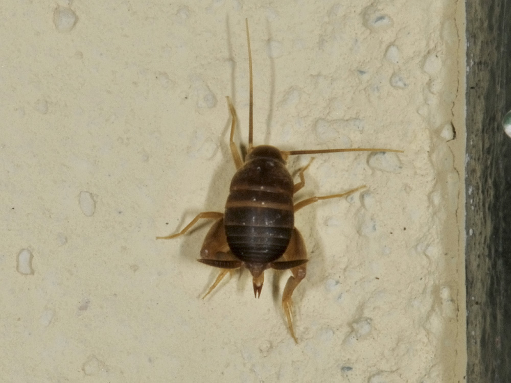 myrmecophilus acevorum?